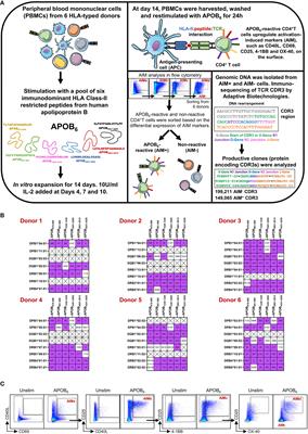 Identification of apolipoprotein B–reactive CDR3 motifs allows tracking of atherosclerosis-related memory CD4+T cells in multiple donors